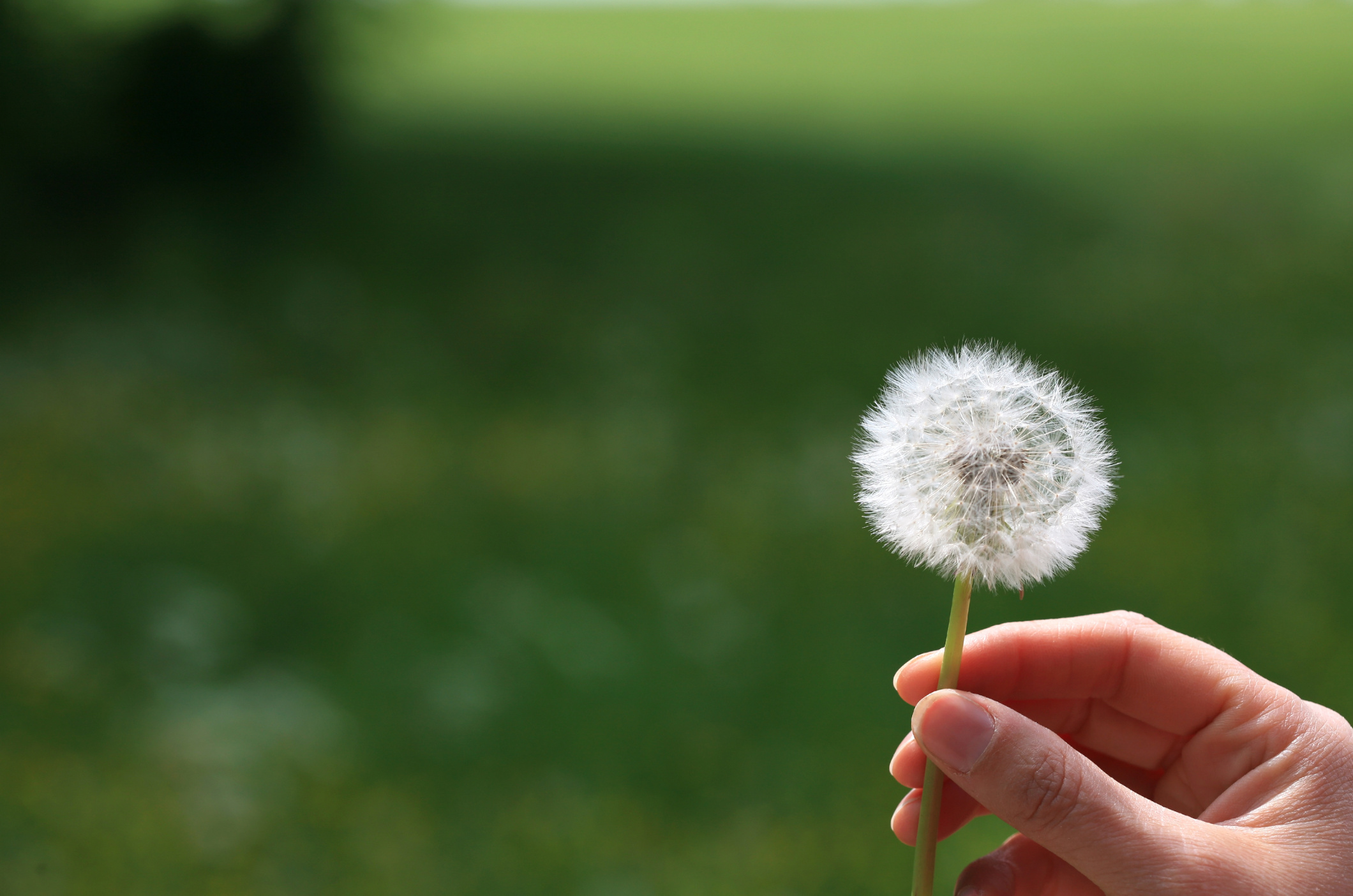 Dandelion blowball